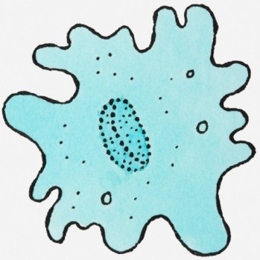 amoeba